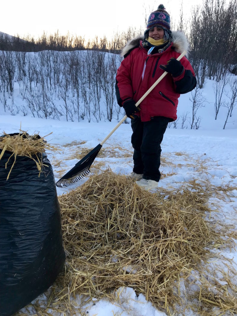 YQ: Handler Crew - SP Kennel