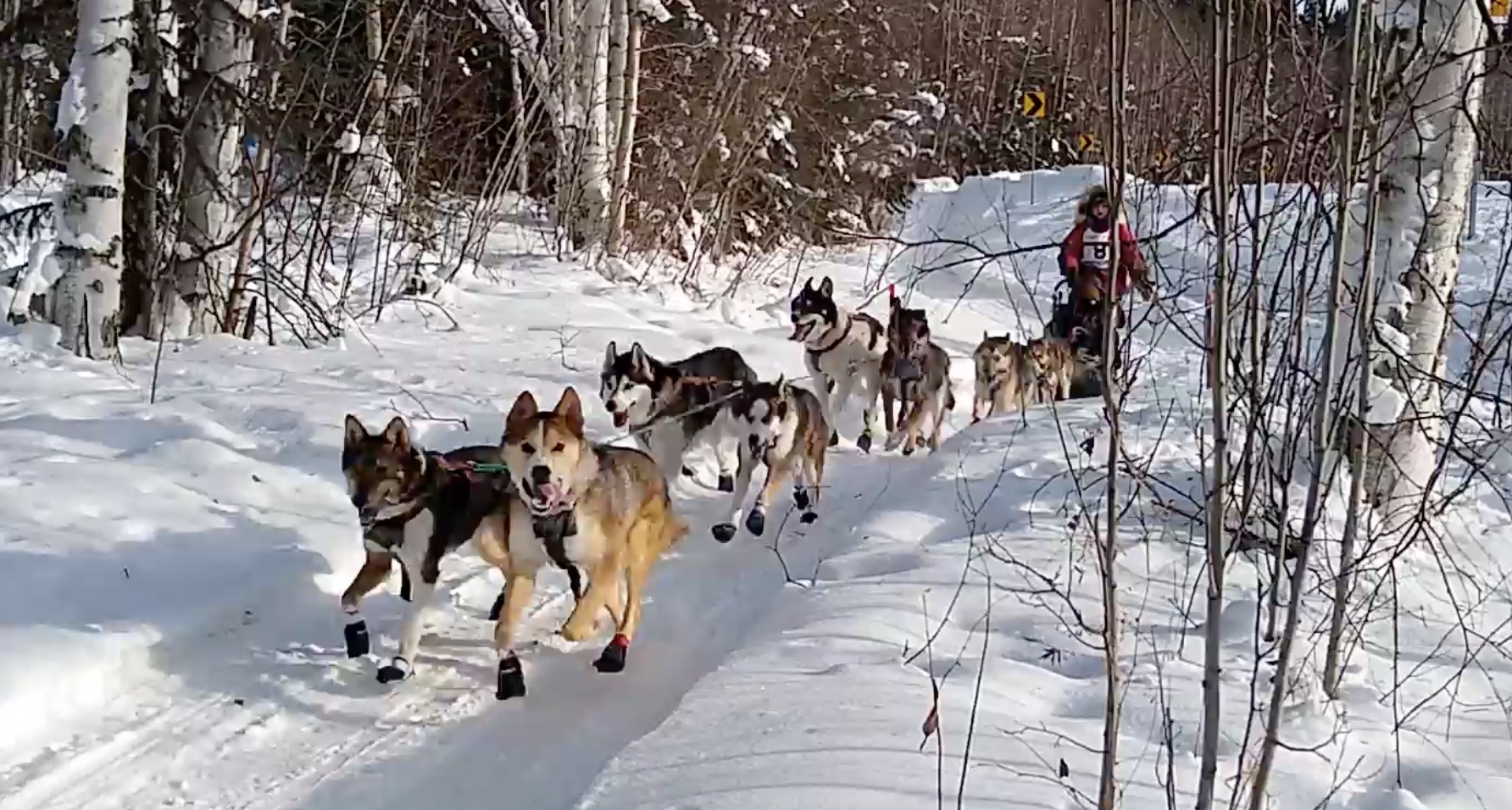 'Bun' Run: Yearlings First Race - SP Kennel